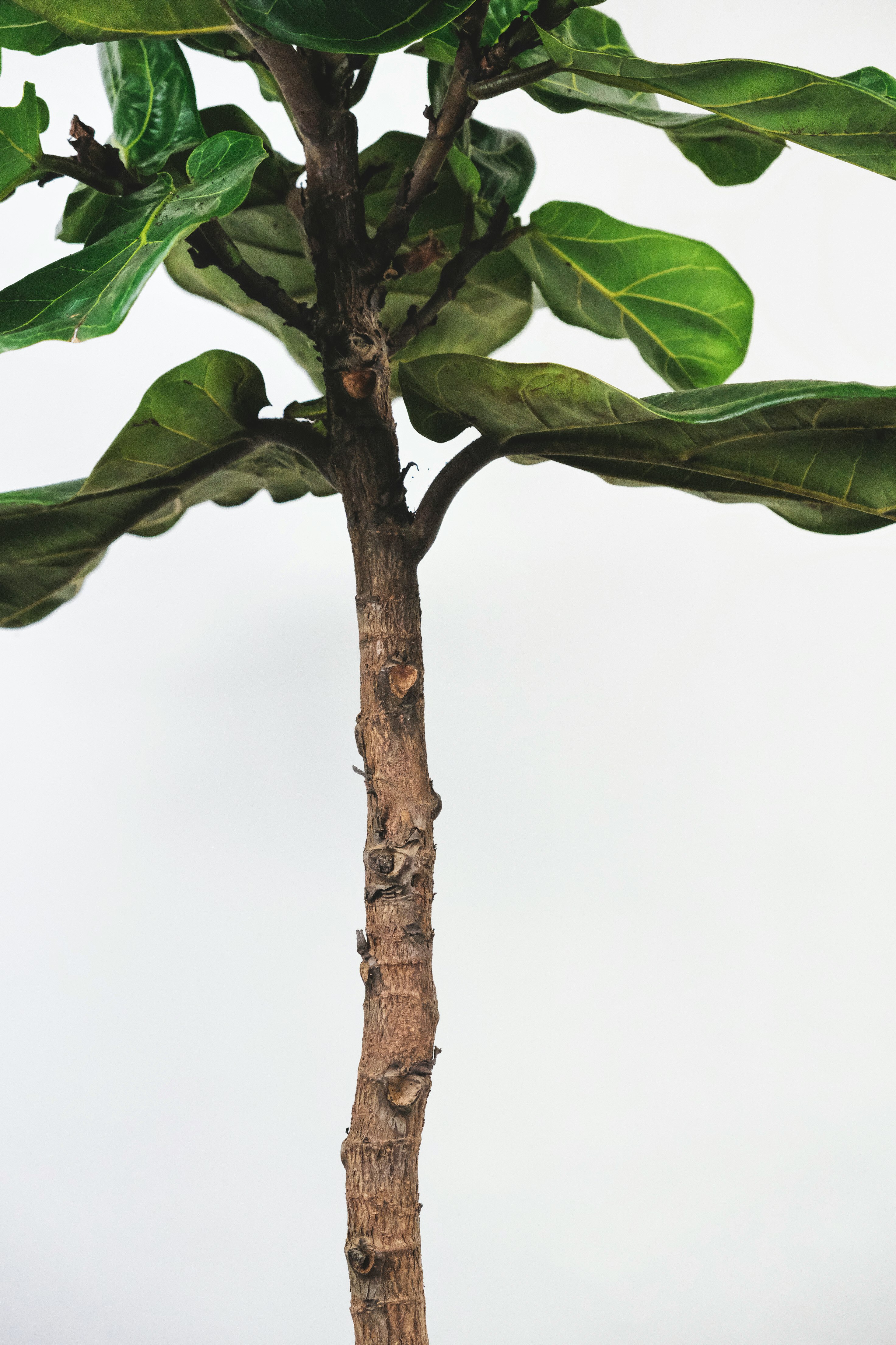 green leaves on brown tree branch